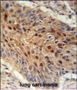 Invitrogen C4orf31 Polyclonal Antibody 400 &mu;L; Unconjugated:Antibodies,
