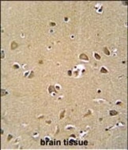 Invitrogen GPRASP1 Polyclonal Antibody 400 &mu;L; Unconjugated:Antibodies,