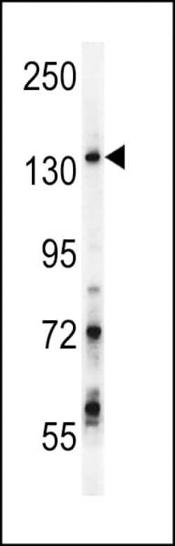 Invitrogen GPRASP1 Polyclonal Antibody 400 &mu;L; Unconjugated:Antibodies,