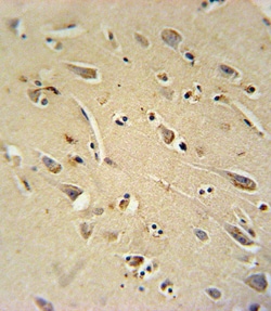 Invitrogen TC10 Polyclonal Antibody 400 μL; Unconjugated:Antibodies,