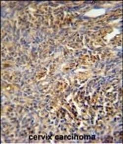 Invitrogen TANK Polyclonal Antibody 400 &mu;L; Unconjugated:Antibodies,
