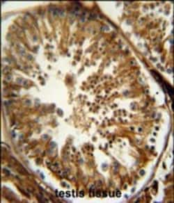 Invitrogen PAOX Polyclonal Antibody 400 &mu;L; Unconjugated:Antibodies,