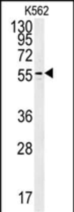 Invitrogen PAOX Polyclonal Antibody 400 &mu;L; Unconjugated:Antibodies,
