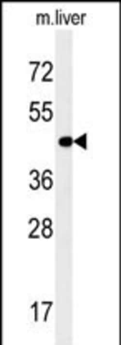 Invitrogen PAOX Polyclonal Antibody 400 &mu;L; Unconjugated:Antibodies,