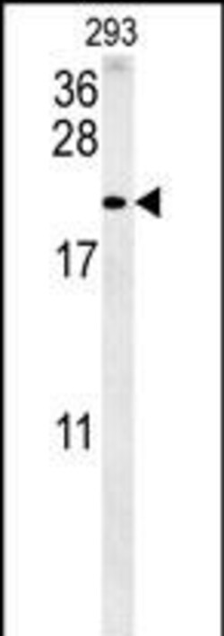 Invitrogen TAC1 C-terminal Peptide Polyclonal Antibody 400 &mu;L; Unconjugated:Antibodies,