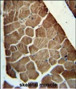 Invitrogen ADSSL1 Polyclonal Antibody 400 &mu;L; Unconjugated:Antibodies,