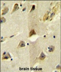 Invitrogen KCC2 Polyclonal Antibody 400 &mu;L; Unconjugated:Anticorps,