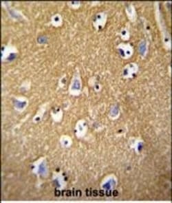 Invitrogen Brevican Polyclonal Antibody 400 &mu;L; Unconjugated:Anticorps,