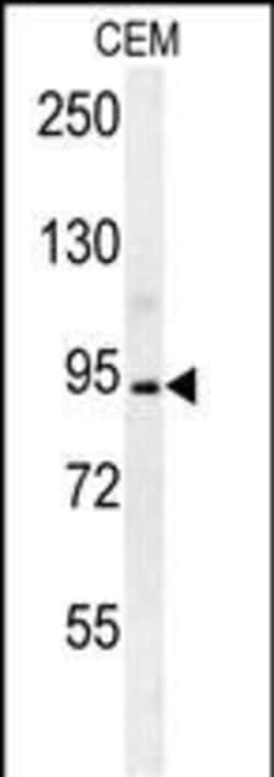 Invitrogen Brevican Polyclonal Antibody 400 &mu;L; Unconjugated:Anticorps,