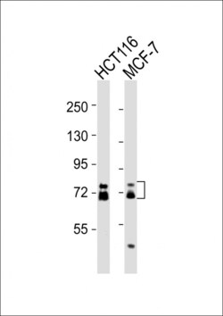 Invitrogen ESRP1 Polyclonal Antibody 400 &mu;L; Unconjugated:Antibodies,