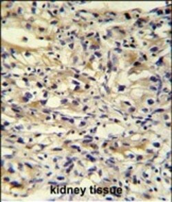 Invitrogen C1orf186 Polyclonal Antibody 400 &mu;L; Unconjugated:Antibodies,