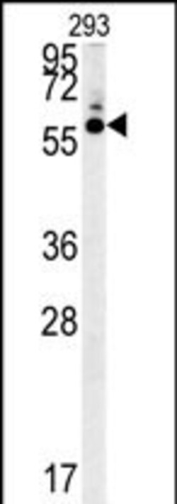 Invitrogen HTR3C Polyclonal Antibody 400 &mu;L; Unconjugated:Antibodies,