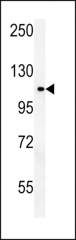 Invitrogen OTUD4 Polyclonal Antibody 400 &mu;L; Unconjugated:Antibodies,