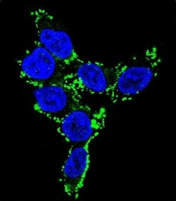 Invitrogen CYP2C19 Polyclonal Antibody 400 &mu;L; Unconjugated:Antibodies,