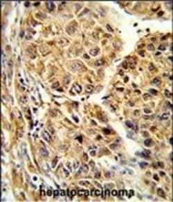 Invitrogen CYP2C19 Polyclonal Antibody 400 &mu;L; Unconjugated:Antibodies,