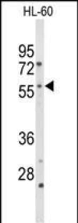 Invitrogen CYP2C19 Polyclonal Antibody 400 &mu;L; Unconjugated:Antibodies,