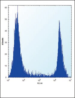 Invitrogen HPRT1 Polyclonal Antibody 400 &mu;L; Unconjugated:Antibodies,