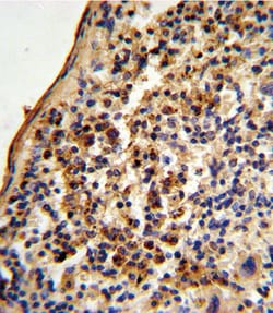 Invitrogen Ku70 Polyclonal Antibody 400 &mu;L; Unconjugated:Antibodies,