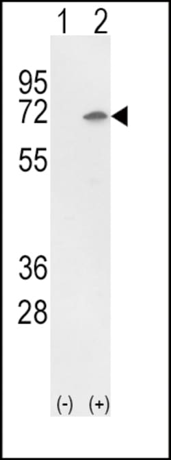 Invitrogen Ku70 Polyclonal Antibody 400 &mu;L; Unconjugated:Antibodies,