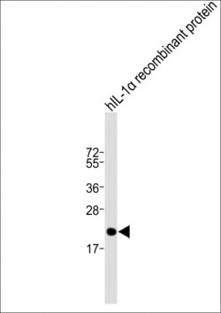 Invitrogen IL-1 alpha Polyclonal Antibody 400 &mu;L; Unconjugated:Antibodies,