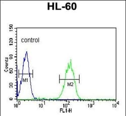Invitrogen Carbonic Anhydrase VB Polyclonal Antibody 400 &mu;L; Unconjugated:Antibodies,
