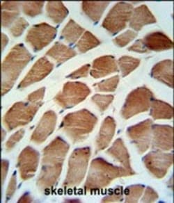 Invitrogen Carbonic Anhydrase VB Polyclonal Antibody 400 &mu;L; Unconjugated:Antibodies,
