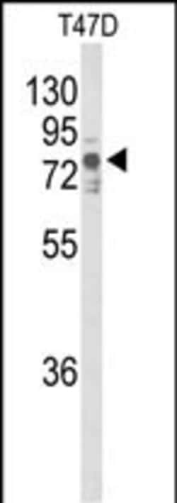 Invitrogen TNK1 Polyclonal Antibody 400 μL; Unconjugated:Antibodies,