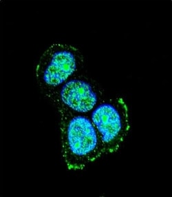 Invitrogen JIP1 Polyclonal Antibody 400 &mu;L; Unconjugated:Antibodies,