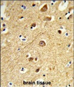 Invitrogen JIP1 Polyclonal Antibody 400 &mu;L; Unconjugated:Antibodies,