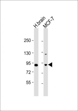 Invitrogen JIP1 Polyclonal Antibody 400 &mu;L; Unconjugated:Antibodies,