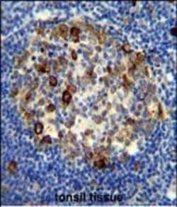 Invitrogen S6 Polyclonal Antibody 400 &mu;L; Unconjugated:Antibodies, Polyclonal