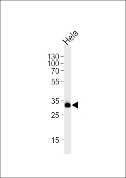 Invitrogen S6 Polyclonal Antibody 400 &mu;L; Unconjugated:Antibodies, Polyclonal