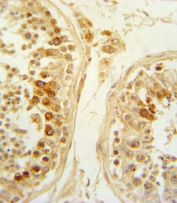 Invitrogen SFRP1 Polyclonal Antibody 400 &mu;L; Unconjugated:Antibodies,