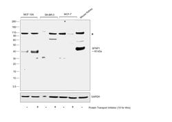 Invitrogen SFRP1 Polyclonal Antibody 400 &mu;L; Unconjugated:Antibodies,