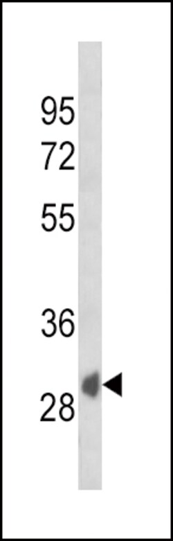 Invitrogen SFRP1 Polyclonal Antibody 400 &mu;L; Unconjugated:Antibodies,