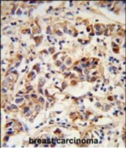 Invitrogen SPRR1B Polyclonal Antibody 400 &mu;L; Unconjugated:Antibodies,