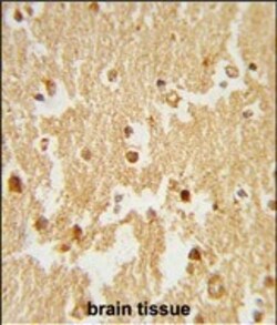 Invitrogen ESRRB Polyclonal Antibody 400 &mu;L; Unconjugated:Antibodies,