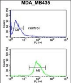 Invitrogen Neuropilin 1 Polyclonal Antibody 400 &mu;L; Unconjugated:Antibodies,