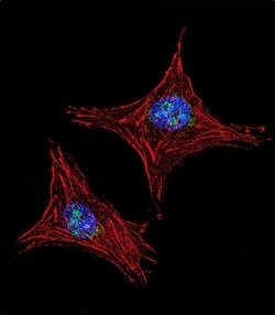 Invitrogen UTY Polyclonal Antibody 400 μL; Unconjugated:Antibodies,