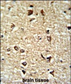 Invitrogen Cdc2L6 Polyclonal Antibody 400 &mu;L; Unconjugated:Antibodies,