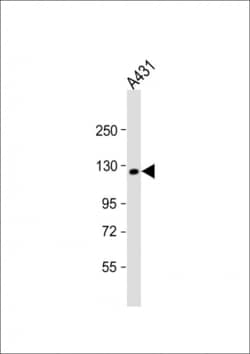 Invitrogen KIF11 Polyclonal Antibody 400 &mu;L; Unconjugated:Antibodies,
