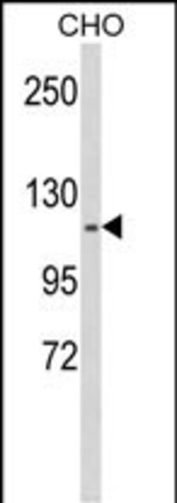 Invitrogen KIF11 Polyclonal Antibody 400 &mu;L; Unconjugated:Antibodies,