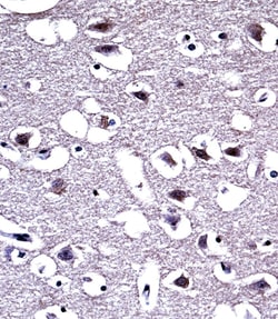 Invitrogen OPRM1 Polyclonal Antibody 400 &mu;L; Unconjugated:Antibodies,