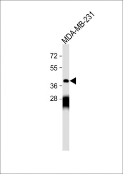 Invitrogen OPRM1 Polyclonal Antibody 400 &mu;L; Unconjugated:Antibodies,