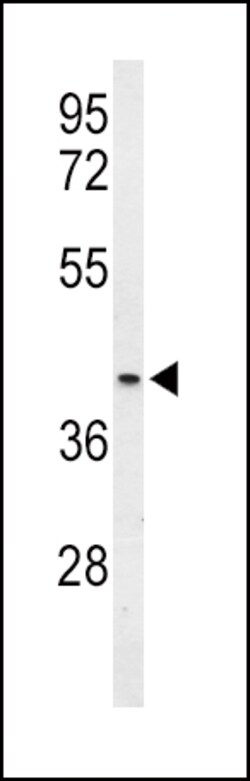 Invitrogen OPRM1 Polyclonal Antibody 400 &mu;L; Unconjugated:Antibodies,