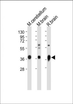 Invitrogen GNAO1 Polyclonal Antibody 400 &mu;L; Unconjugated:Antibodies,