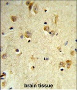 Invitrogen PEX14 Polyclonal Antibody 400 &mu;L; Unconjugated:Antibodies,