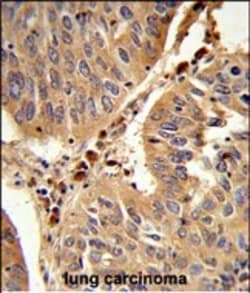 Invitrogen PEX16 Polyclonal Antibody 400 &mu;L; Unconjugated:Antibodies,