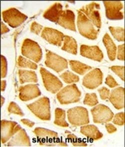 Invitrogen COX4 Polyclonal Antibody 400 &mu;L; Unconjugated:Antibodies,