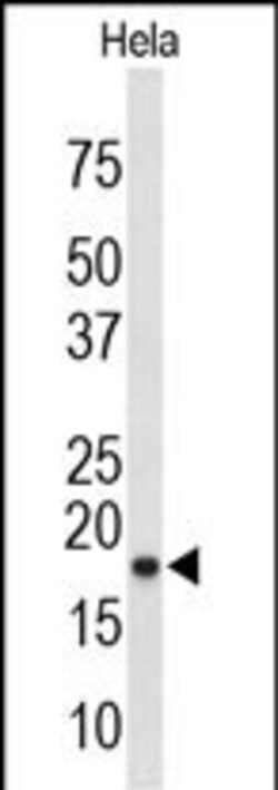 Invitrogen COX4 Polyclonal Antibody 400 &mu;L; Unconjugated:Antibodies,
